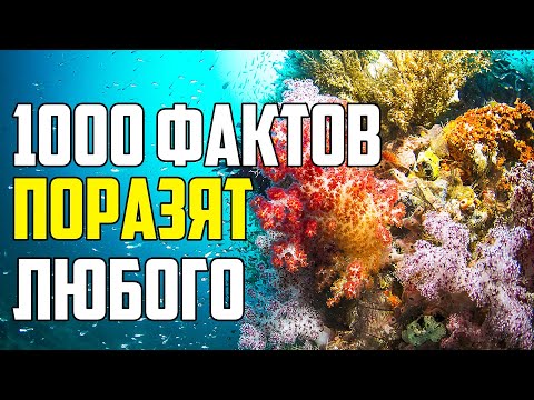 Видео: 1000 ФАКТОВ, КОТОРЫЕ ПОРАЗЯТ ЛЮБОГО