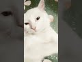 #funny#cat#animallovers#funnyvoiceover