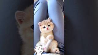 Cute Kitten,S
