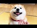 あふれんばかりの笑顔でお手を無視し続ける柴犬