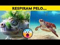 Mistério Aquático Descubra como Tartarugas Respiram sob a Água de Forma Inesperada!