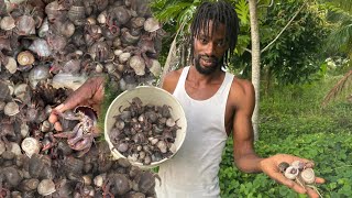 I Found BILLIONS of Hermit Crabs! I’ve Never Seen Anything Like This! 