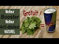 Le meilleur anti douleur une boisson nergisante naturelle et gratuite  base de plantes communes