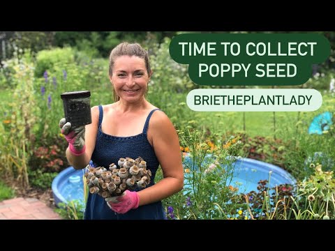 वीडियो: खसखस की फसल: पौधों से खसखस कैसे इकट्ठा करें
