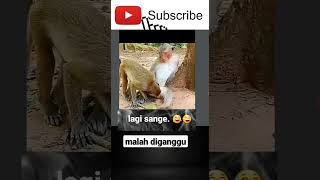 monyet lagi sange #shorts # #komedi #video lucu #dunia hiburan