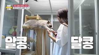 우리 집에 라쿤이 산다! 라쿤 밤비와의 달콤살벌한 동거☆ [류수영의 동물티비] | KBS 210703 방송
