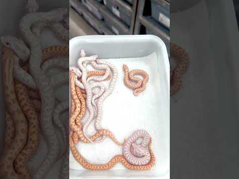 Yeti’s, Snows and Albinos looking 🤘🏻🤘🏻 Some will be available after Patreon makes their picks