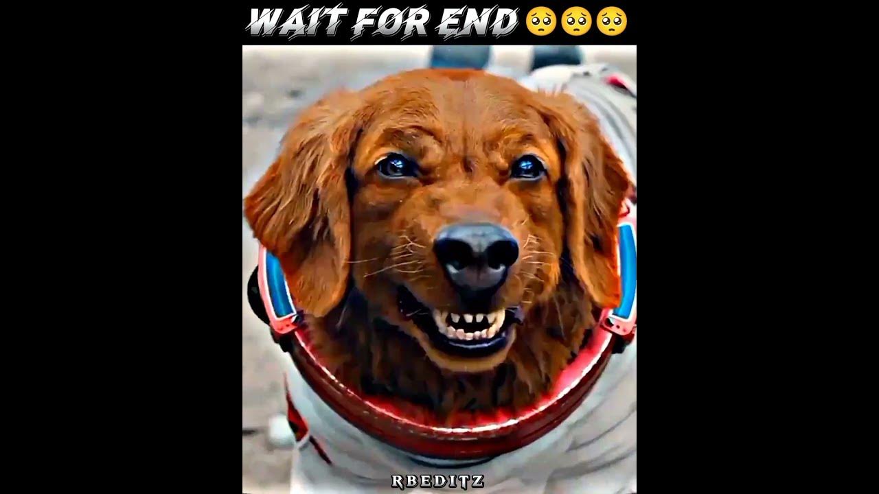 this-is-a-good-dog-shorts-viral-status-funny-shortvideo