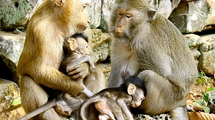 MG! Bonita Kidnapping Baby Garin& Then Grabbing Baby Jayden, Change so Fast # How Monkey Cry