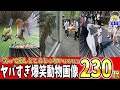 【一挙放送】2025年に収集しまくったアニマル画像２３０連発が火を吹くぜwww笑ったら寝ろwww【ゆっくり】