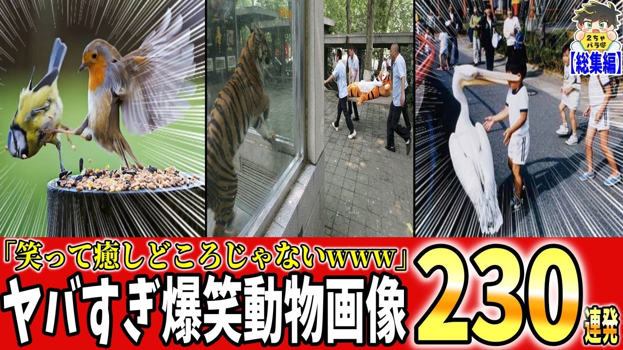 【一挙放送】2025年に収集しまくったアニマル画像２３０連発が火を吹くぜwww笑ったら寝ろwww【ゆっくり】