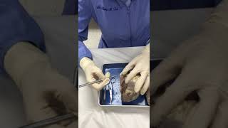 Breckinridge Co. 4-H Heart Dissection Part 2 (Sheep)