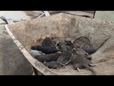 rattenfänger-von-peshawar-tötet-gefährliche-nager