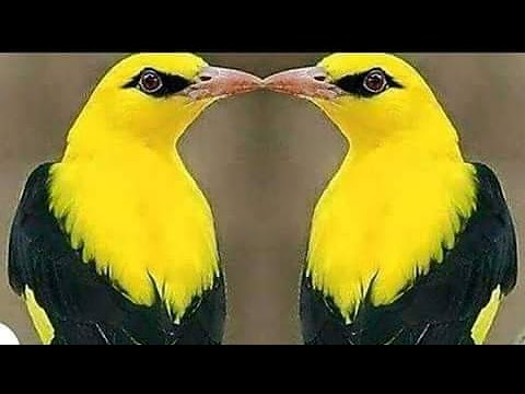 صوت صفاري الأصلي أبو صفير الصيد البرى
