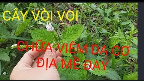 CHỮA VIÊM DA CƠ ĐỊA | CÂY VÒI VOI | Bài thuốc được dân gian ta sử dụng và lưu truyền từ xưa