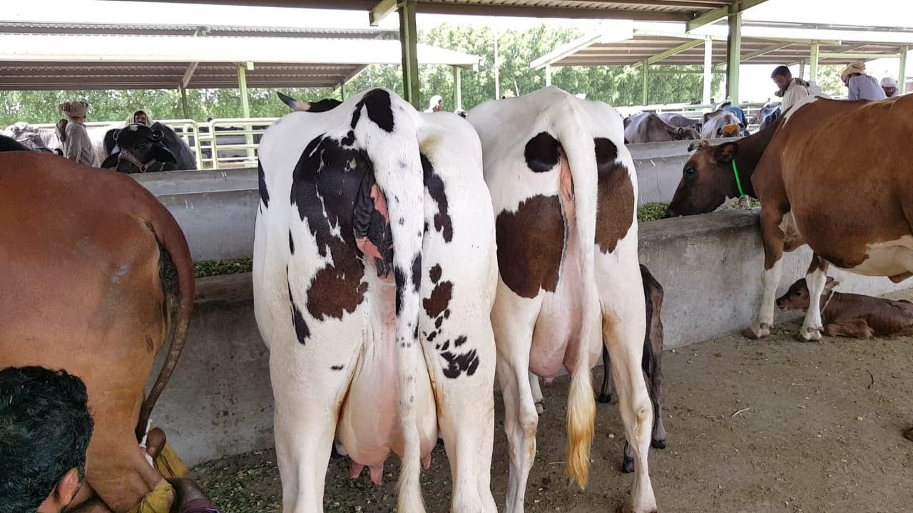 Holstein Friesian | Australian Friesian | Best For Dairy Farming | Bakra Mandi Pakistan bakra mandi pakistan 2018 latest