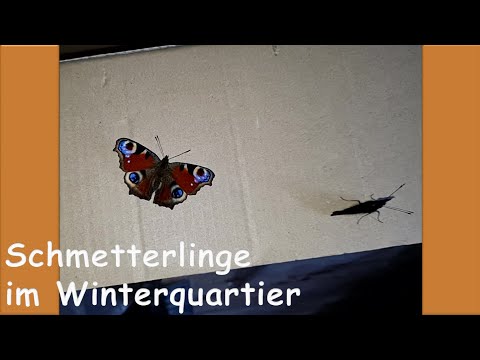 Winter Schmetterlinge