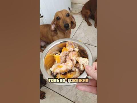 Говяжья обрезь для собак - YouTube