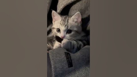 Lazy Cat 😺😺 #cat #catlover #cats #catvideos #catshorts