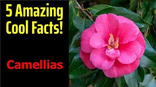 5 Fascinating Facts About Camellias