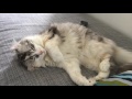 Cute american curl cat sleeping の動画、YouTube動画。