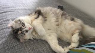 Cute american curl cat sleeping