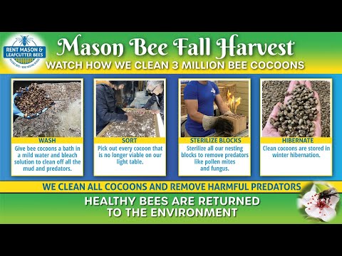 MASON BEES BRING LIFE TO SPRING GARDENS