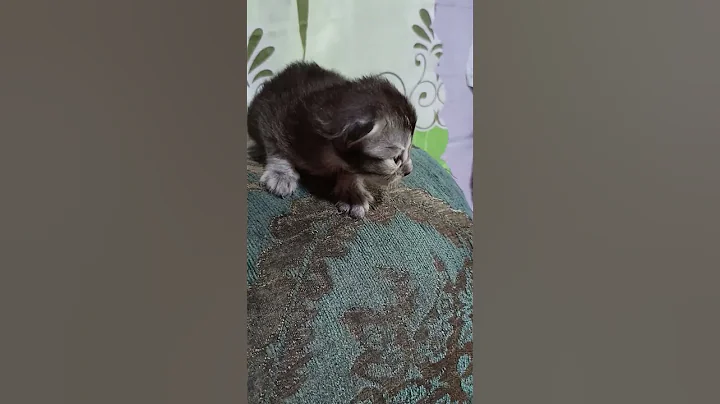 Video 10831311: cute black persian kitten