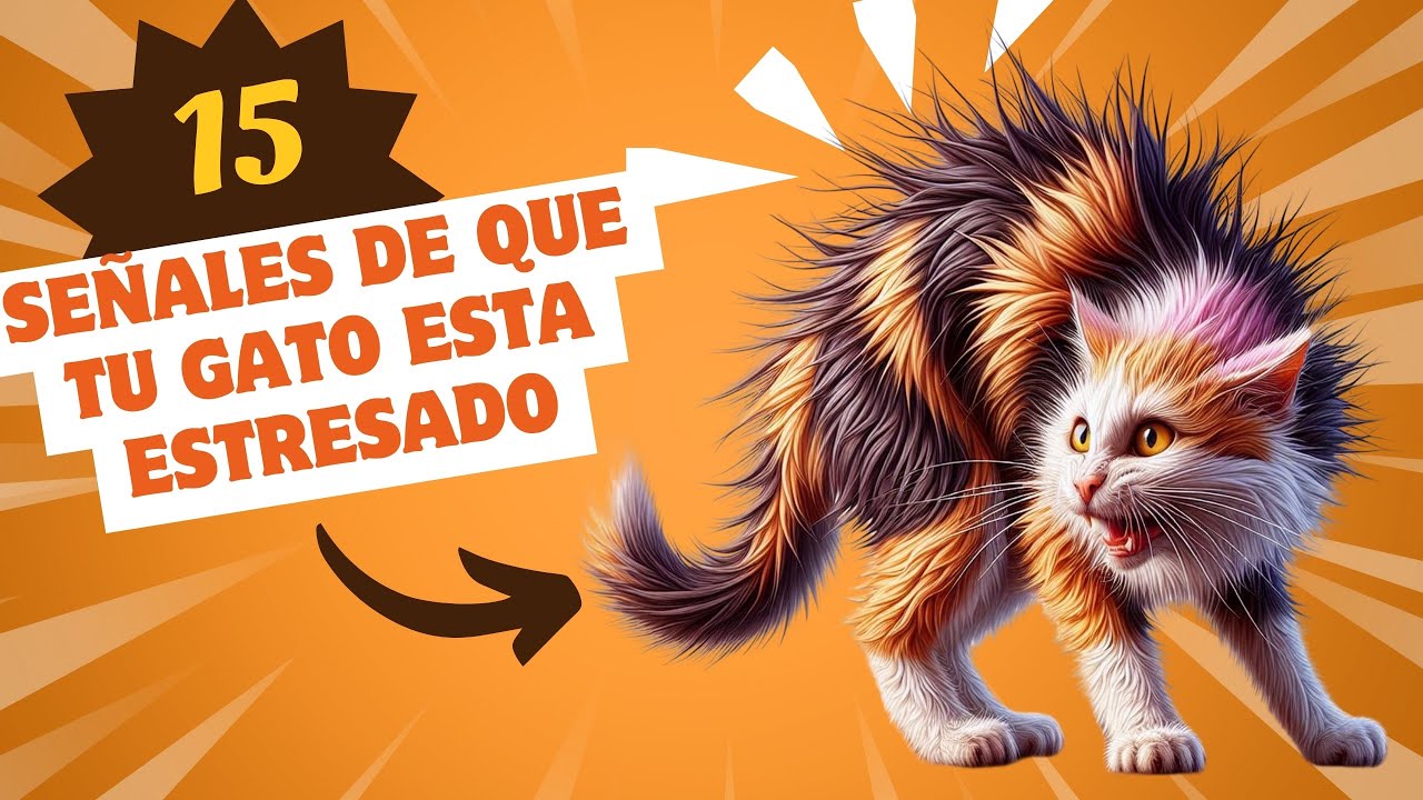 12 Señales de que tu gato esta estresado y como ayudarle. - YouTube