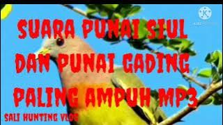 suara punai siul & punai gading MP3 (riam adungan)