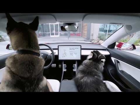 Vídeo: O que é o modo cão Tesla?