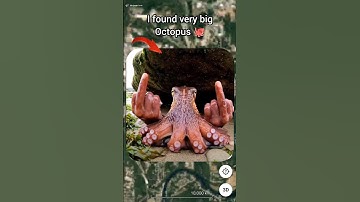 I found very big Octopus on Google Maps 🤯😱 | #ddgoogleearth #earth616 #googlemaps #shots #mapguide