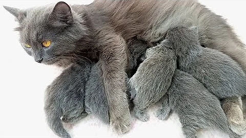 Watch the video about Five Adorable Persian Kittens Fighting for Milk | Hilarious and Cute Moments!