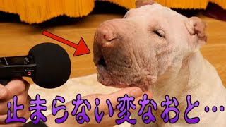 音がなるわんこ My Bucha dog is making a strange noise from his mouth, what