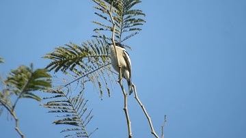 Bar winged Flycatcher Shrike calling