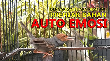 Agar birahi prenjak naik coba di pancing suara Prenjak tamu lokal GACOR ini untuh latih EMOSI Tarung