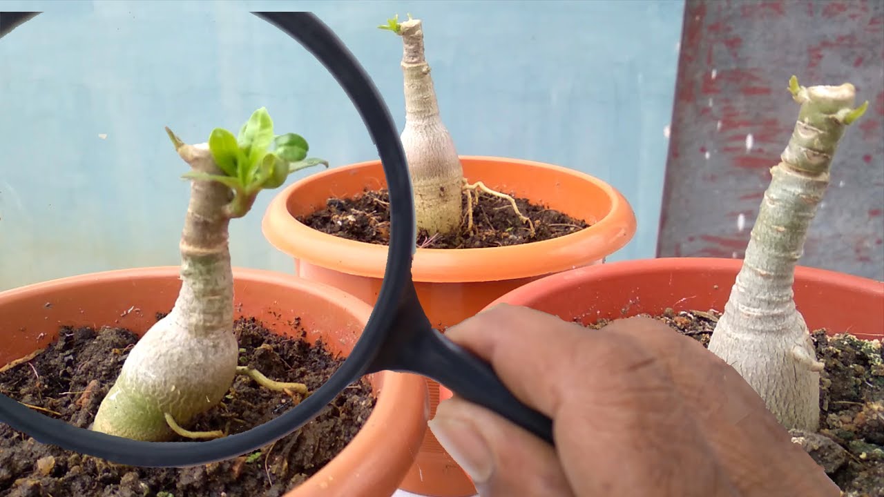 How to Graft Adenium Double Petal (Desert Rose)The easiest method YouTube
