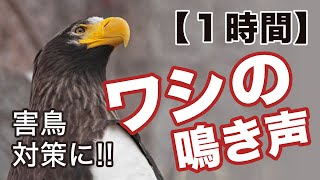 【カラス撃退】オオワシの鳴き声ハト、カラスなどの鳥害対策に Eagle cry