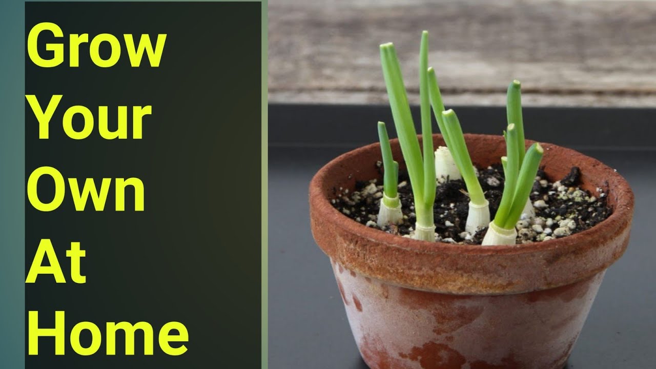 How to Grow Scallion and Thyme at Home YouTube