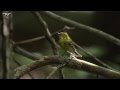 Pine warbler singing