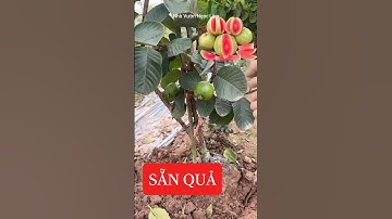 Nếu các bác mà muốn rút ngắn thời gian trồng, thì em vẫn luôn có những cây ổi ruby ☎️: 092.391.6866