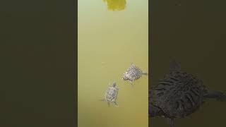 Черепахи Возле Тц Муссон