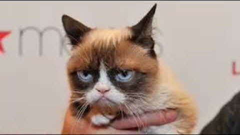 Grumpy Cat Tribute