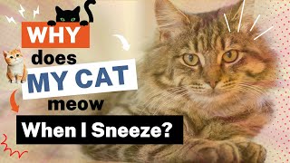 Why Does My Cat Meow When I Sneeze? Decoding This Curious Response by Wanna Know Everything 86 views 8 months ago 2 minutes, 42 seconds