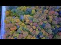 Michigan fall colors