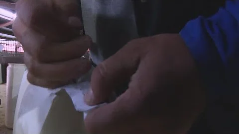 The horses behind carriage rides: Where do they come from and how are they cared for?