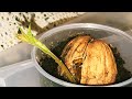 Как Прорастить Грецкий Орех и Какой Способ Удался 🤔