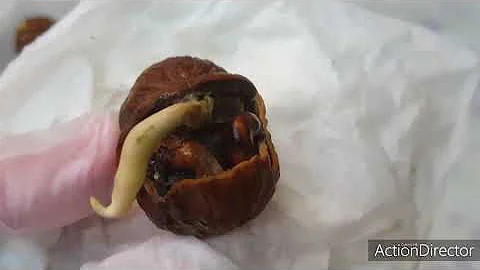 Как Прорастить Грецкий Орех и Какой Способ Удался 🤔