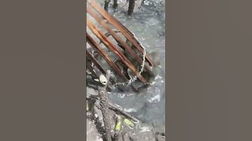 Đặt Cá Thòi Lòi Rừng Ngập Mặn. Một Em Cá Thòi Lòi Lú Đầu Trong Chài Dy || @đoàn 39 Vlog #shorts