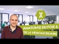 Physiologie digestive anatomie du foie et de la vsicule biliaire  physiologie  digischool